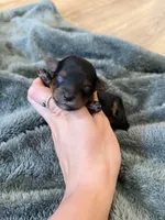 Mochi, a male Yorkipoo for sale in Irvington, KY – 1 of 3
