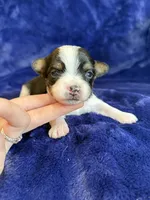 Sammy, a male Yorkshire Terrier for sale in Irvington, KY – 4 of 5