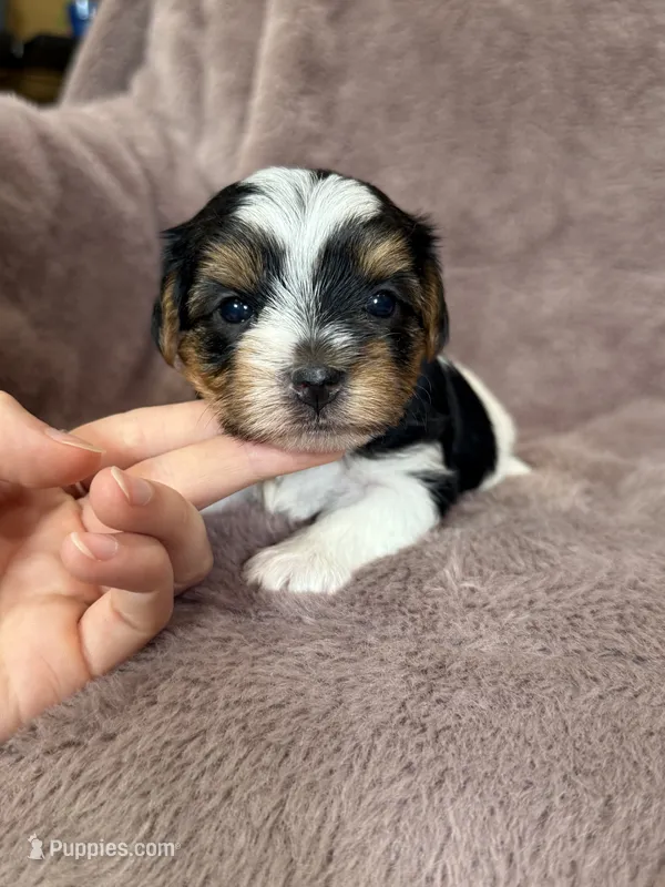 Star – Yorkshire Terrier puppy for sale in Irvington, KY