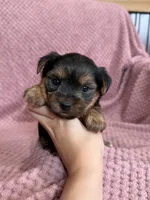 Belinda, a female Yorkshire Terrier for sale in Irvington, KY – 3 of 9