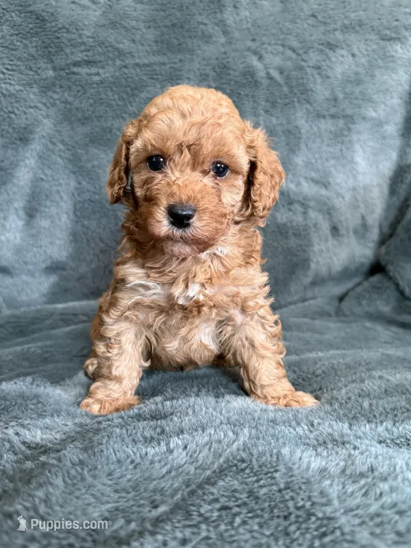 Red boy – Poodle - Toy  puppy for sale in Irvington, KY