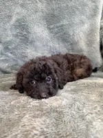 Bob, a male Poodle - Toy  for sale in Irvington, KY – 8 of 8