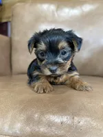 Boo, a male Yorkshire Terrier for sale in Irvington, KY – 9 of 10