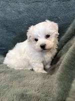 Finnegan, a male Maltese and Yorkshire Terrier for sale in Irvington, KY – 3 of 7