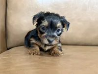 Boo, a male Yorkshire Terrier for sale in Irvington, KY – 6 of 10