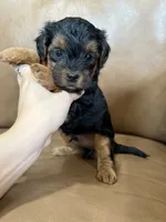 Petey, a male Yorkipoo for sale in Irvington, KY – 6 of 6