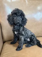 Bob, a male Poodle - Toy  for sale in Irvington, KY – 5 of 10