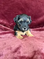 Pixie, a female Yorkipoo for sale in Irvington, KY – 7 of 8
