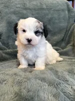 Fabian, a male Maltese and Yorkshire Terrier for sale in Irvington, KY – 2 of 10