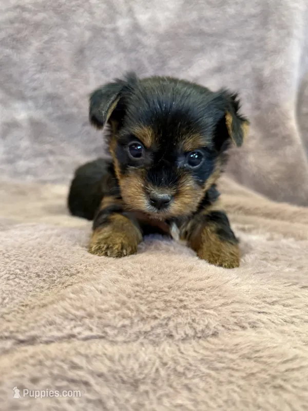 Dandelion – Yorkshire Terrier puppy for sale in Irvington, KY