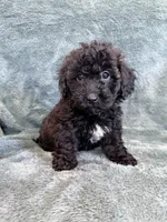 Bob, a male Poodle - Toy  for sale in Irvington, KY – 4 of 8