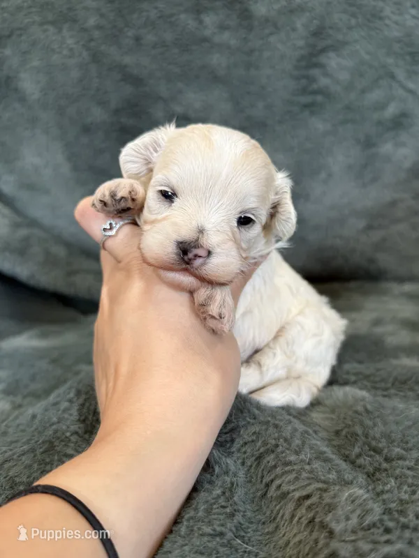 Theodore – Maltipoo puppy for sale in Irvington, KY