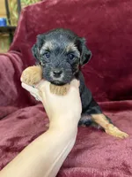 Pixie, a female Yorkipoo for sale in Irvington, KY – 2 of 8