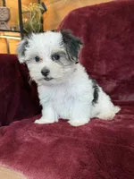Cookie, a female Morkie for sale in Irvington, KY – 4 of 10