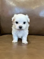 Hughie, a male Maltese for sale in Irvington, KY – 5 of 8