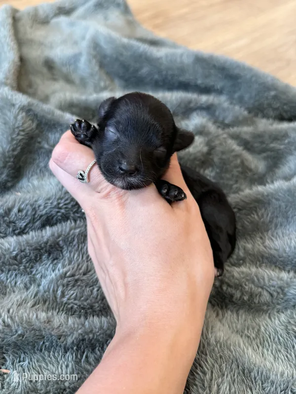 Maverick – Yorkipoo puppy for sale in Irvington, KY