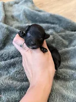 Maverick, a male Yorkipoo for sale in Irvington, KY – 1 of 3