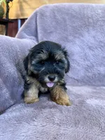 Pixie, a female Yorkipoo for sale in Irvington, KY – 10 of 10