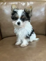 Yuri, a male Yorkshire Terrier for sale in Irvington, KY – 5 of 6