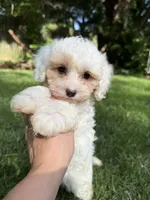 Juno, a male Maltipoo for sale in Irvington, KY – 7 of 10