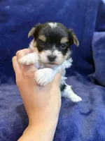 Yarrow, a male Yorkshire Terrier for sale in Irvington, KY – Photo 2 of 7