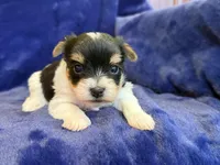 Yarrow, a male Yorkshire Terrier for sale in Irvington, KY – Photo 5 of 7