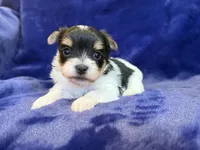 Yarrow, a male Yorkshire Terrier for sale in Irvington, KY – Photo 3 of 7