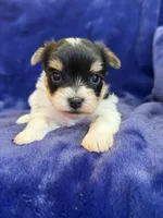 Yarrow, a male Yorkshire Terrier for sale in Irvington, KY – Photo 6 of 7