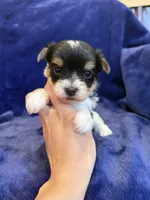 Yarrow, a male Yorkshire Terrier for sale in Irvington, KY – Photo 4 of 7