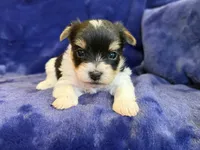 Yarrow, a male Yorkshire Terrier for sale in Irvington, KY – Photo 1 of 7