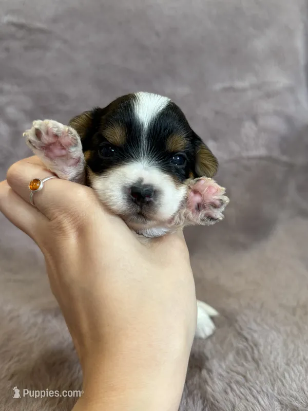 Sandy – Yorkshire Terrier puppy for sale in Irvington, KY