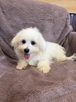 SALE!!! Hazel, a female Maltese for sale in Irvington, KY – 3 of 10