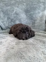 Bob, a male Poodle - Toy  for sale in Irvington, KY – 2 of 8