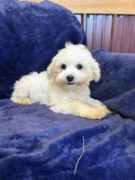 SALE!! Harris, a male Maltese for sale in Irvington, KY – 7 of 10