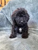Bob, a male Poodle - Toy  for sale in Irvington, KY – 7 of 8