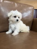Henny, a female Maltese for sale in Irvington, KY – 9 of 10