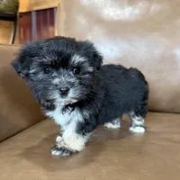 Remi, a female Morkie for sale in Irvington, KY – Photo 7 of 8