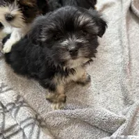 Remi, a female Morkie for sale in Irvington, KY – Photo 2 of 8