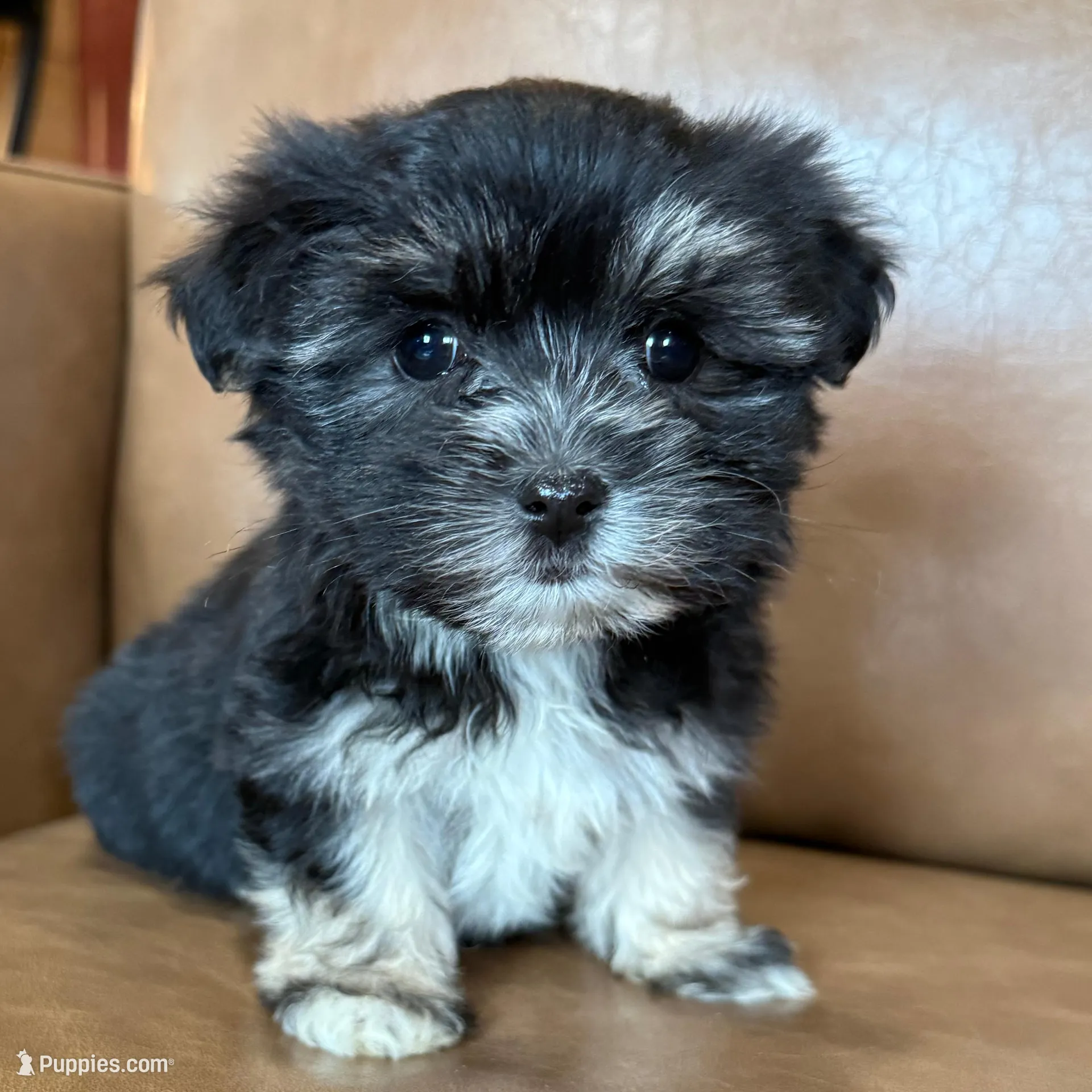 Remi, a female Morkie for sale in Irvington, KY – Photo 6 of 8