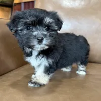 Remi, a female Morkie for sale in Irvington, KY – Photo 3 of 8