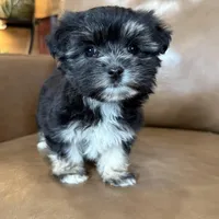 Remi, a female Morkie for sale in Irvington, KY – Photo 1 of 8