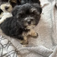 Remi, a female Morkie for sale in Irvington, KY – Photo 4 of 8