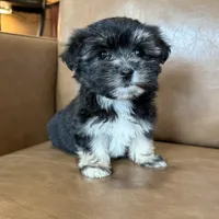 Remi, a female Morkie for sale in Irvington, KY – Photo 8 of 8