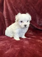 Hannah, a female Maltese for sale in Irvington, KY – 7 of 7