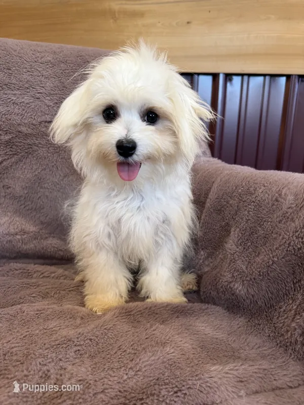 SALE!!! Hazel – Maltese puppy for sale in Irvington, KY
