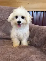SALE!!! Hazel, a female Maltese for sale in Irvington, KY – 1 of 10