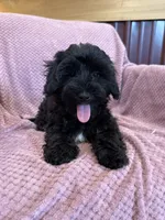 SALE!! Paisley , a female Yorkipoo for sale in Irvington, KY – 6 of 8