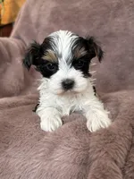 Jessa, a female Yorkshire Terrier for sale in Irvington, KY – Photo 1 of 4