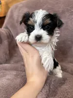 Jessa, a female Yorkshire Terrier for sale in Irvington, KY – Photo 2 of 4