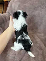 Jessa, a female Yorkshire Terrier for sale in Irvington, KY – Photo 4 of 4